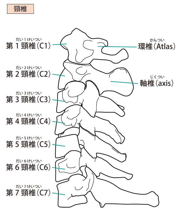 整体（骨盤矯正）凡座の片頭痛の説明の首の骨（頚椎）の図