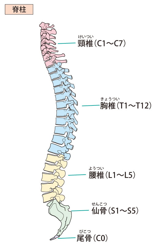 整体（骨盤矯正）凡座、脊柱管狭窄症の説明の背骨のイラスト