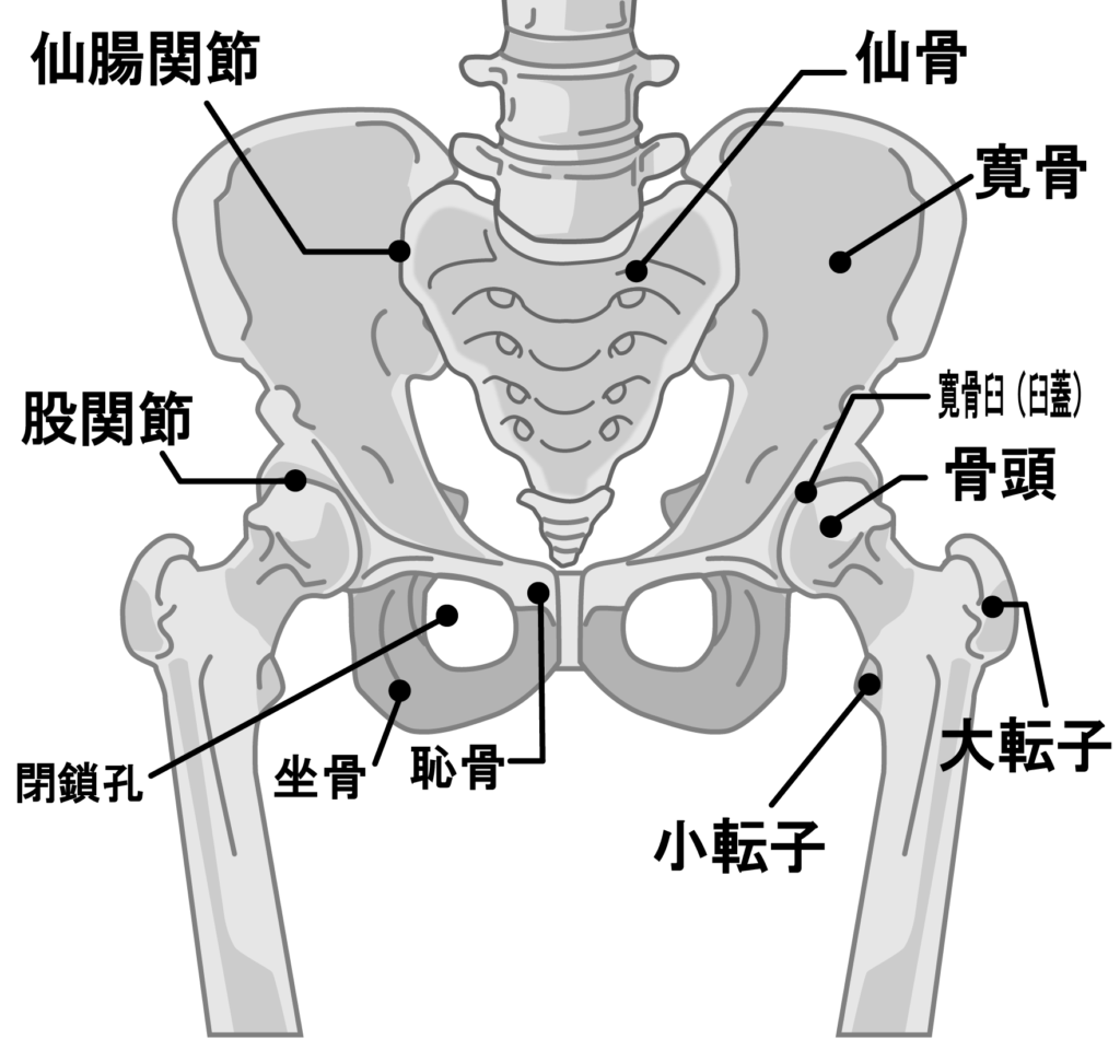 骨盤矯正（整体）の効果を説明する骨盤図